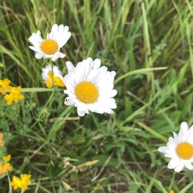 Photo of the plant species Ox-Eye Daisy by @KeyOnion92 named Figyonce on Greg, the plant care app