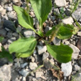 Photo of the plant species Broadleaf Plantain by @KeyOnion92 named Scarlett on Greg, the plant care app