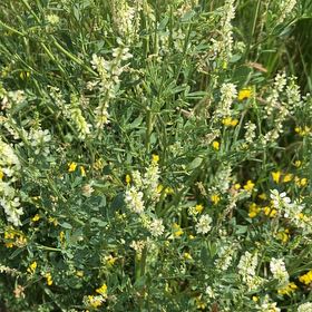 Photo of the plant species Sweetclover by @KeyOnion92 named Denali on Greg, the plant care app