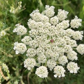 Photo of the plant species Wild Carrot by @KeyOnion92 named da Vinci on Greg, the plant care app