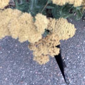 Photo of the plant species Fernleaf Yarrow by @KeyOnion92 named Osmo on Greg, the plant care app