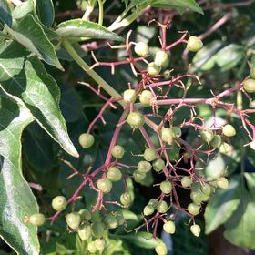 Photo of the plant species American Black Elderberry by @KeyOnion92 named Homer on Greg, the plant care app