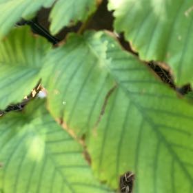 Photo of the plant species American Beech by @KeyOnion92 named Spike Leaves on Greg, the plant care app