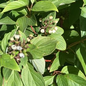 Photo of the plant species Western Dogwood by @KeyOnion92 named Fernie Mercury on Greg, the plant care app
