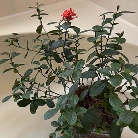 Photo of the plant species Flame of the Woods by @NiceRedbetel7 named Fernie Saunders on Greg, the plant care app