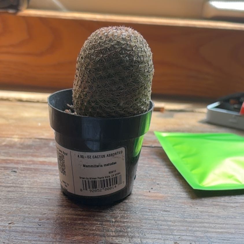 Photo of the plant species Thumb Cactus by @BusyPawpaw74 named Walt on Greg, the plant care app