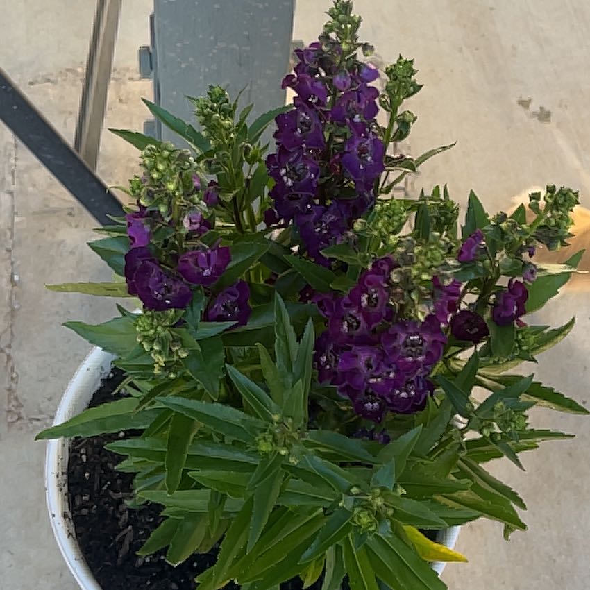 Photo of the plant species Antirrhinum Majus by @TryAllspice58 named Lola on Greg, the plant care app