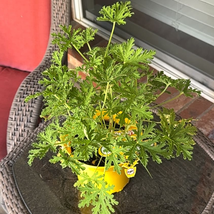Photo of the plant species Mosquito Plant by @VitalChollipo50 named Madonna on Greg, the plant care app