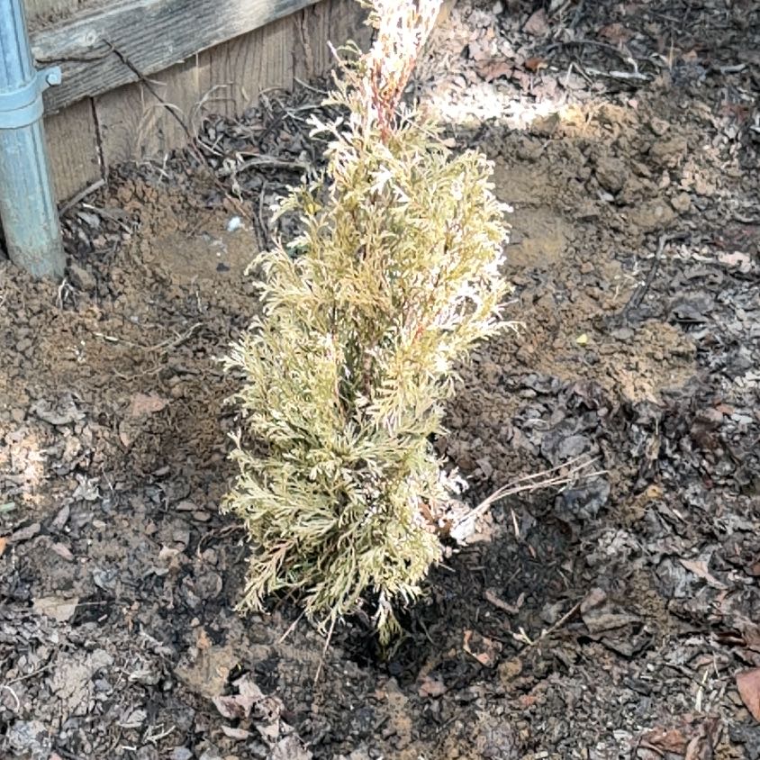 Photo of the plant species California Sagebrush by @JesterKūmarahou named Naomi on Greg, the plant care app