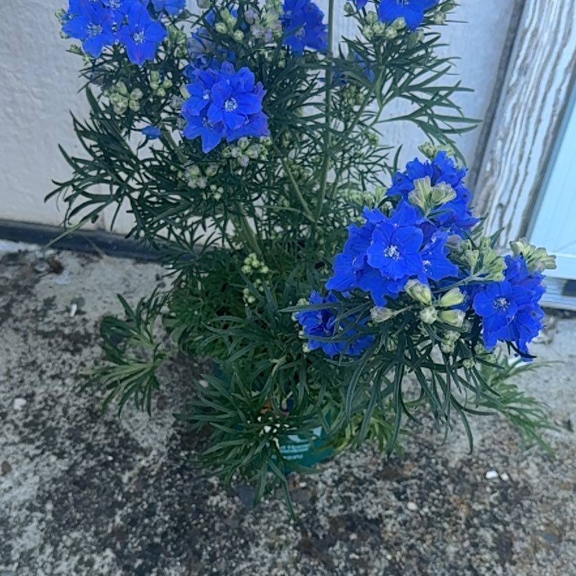 Photo of the plant species Delphinium 'Diamonds Blue' by @RootedPepper86 named Daphne on Greg, the plant care app
