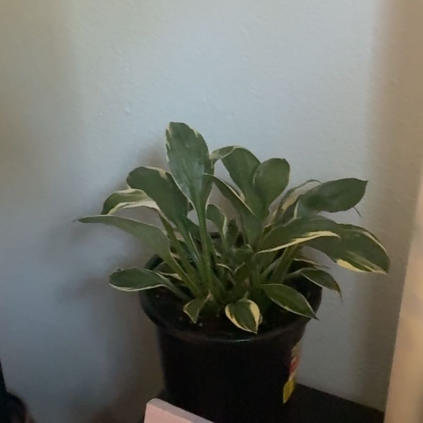 Photo of the plant species Variegated Hosta by @RootedPepper86 named Hamilton on Greg, the plant care app
