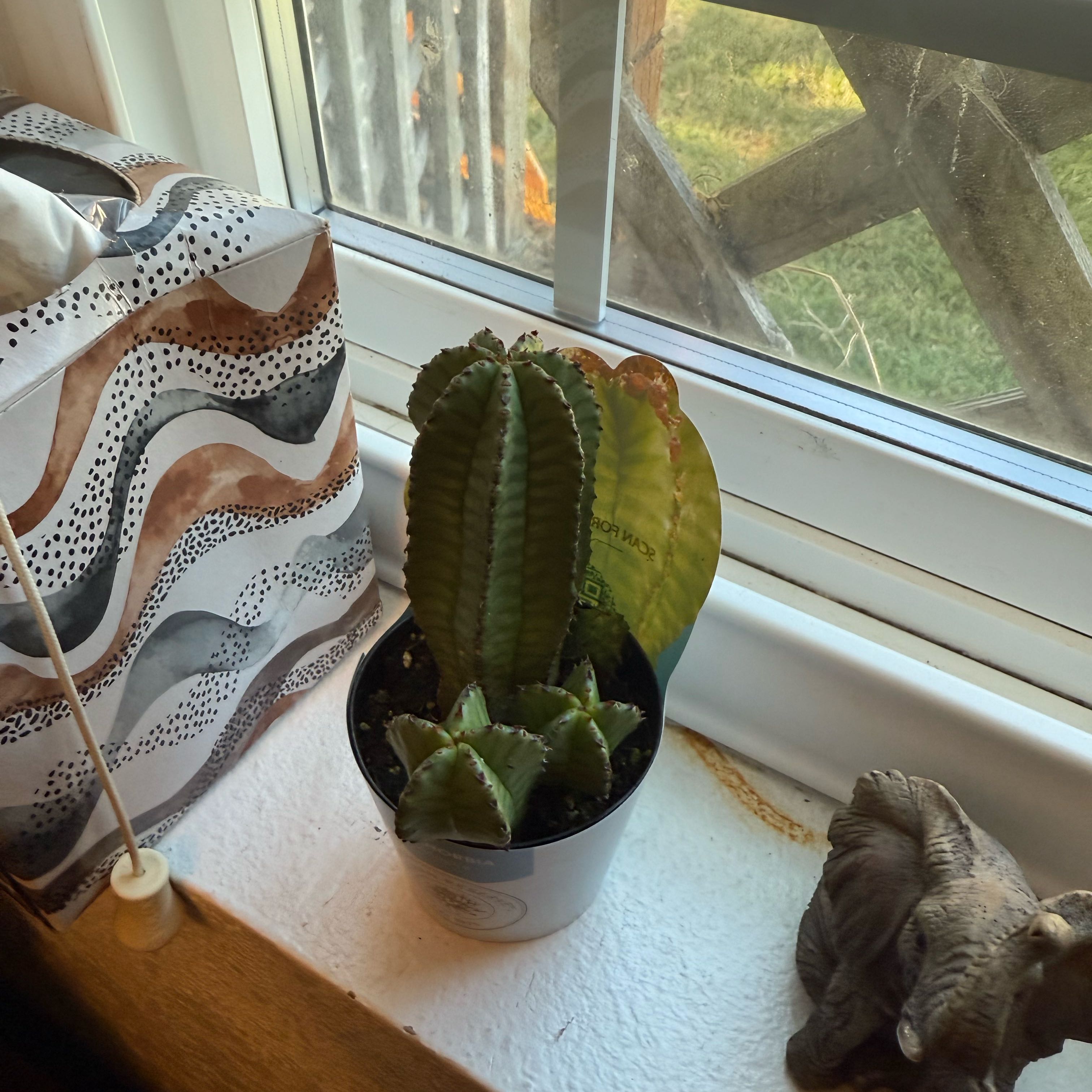 Photo of the plant species Euphorbia anoplia by @RootedPepper86 named Mollie on Greg, the plant care app