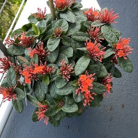 Photo of the plant species Flame of the Woods by @RichCannalily73 named Denali on Greg, the plant care app