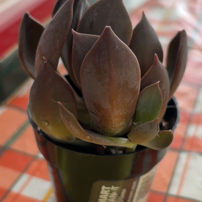 Photo of the plant species Echeveria 'Dark Moon' by @UberGuzmania named Mando on Greg, the plant care app