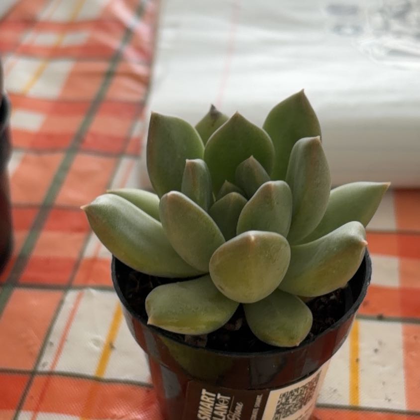 Photo of the plant species Pachyphytum 'Aquamarine' by @UberGuzmania named da Vinci on Greg, the plant care app