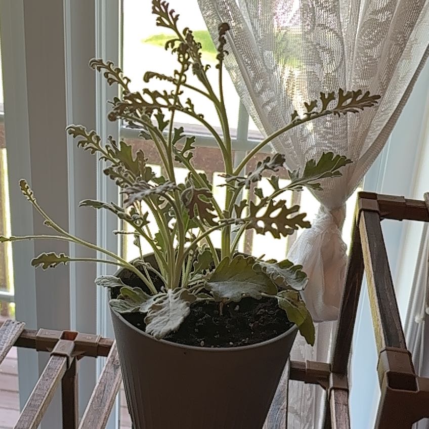 Photo of the plant species Silver Ragwort by @JoyousBuroak91 named Bruce Lee on Greg, the plant care app
