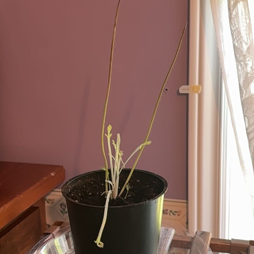 Photo of the plant species Oriental Poppy by @JoyousBuroak91 named Spike Leaves on Greg, the plant care app