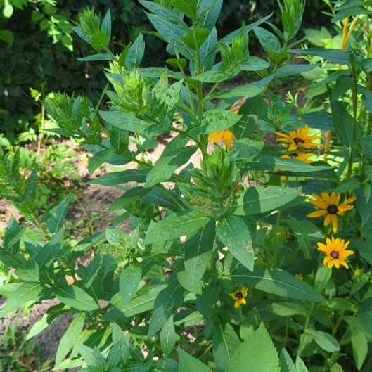 Photo of the plant species Dotted Loosestrife by @Shawna626 named Sir Plancelot on Greg, the plant care app