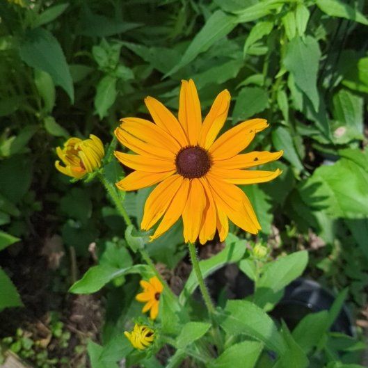 Photo of the plant species Blackeyed Susan by @Shawna626 named Ulysses S Plant on Greg, the plant care app