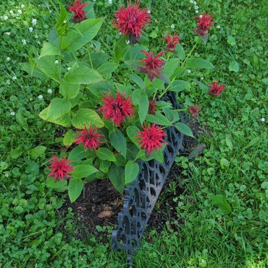Photo of the plant species Monarda Didyma by @Shawna626 named Orlando Bloom on Greg, the plant care app