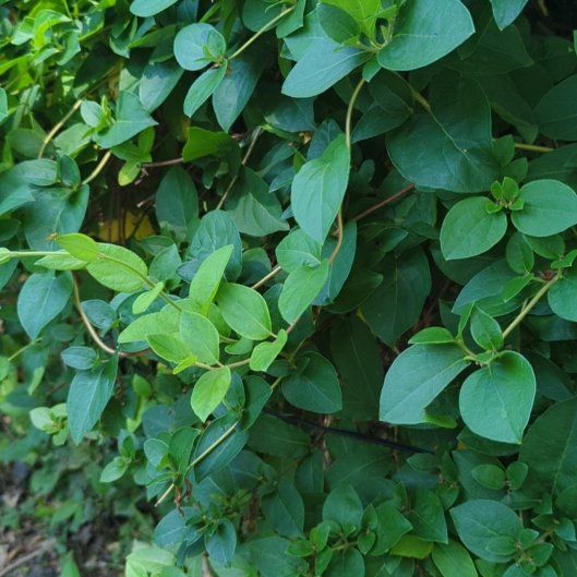 Photo of the plant species Japanese Honeysuckle by @Shawna626 named Wall-E on Greg, the plant care app