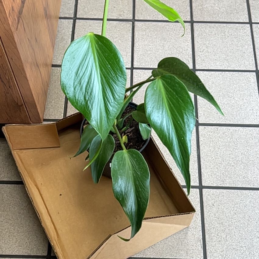 Photo of the plant species Monstera Burle Marx Flame by @TotalCapeivy2 named Honō on Greg, the plant care app