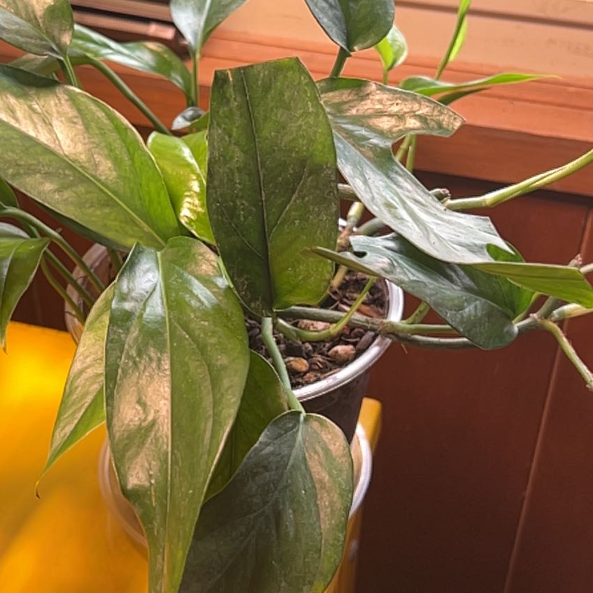 Photo of the plant species Baltic Blue Pothos by @TotalCapeivy2 named Squirt on Greg, the plant care app