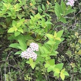 Photo of the plant species Japanese Meadowsweet by @GemMedeola87 named Morgan Treeman on Greg, the plant care app