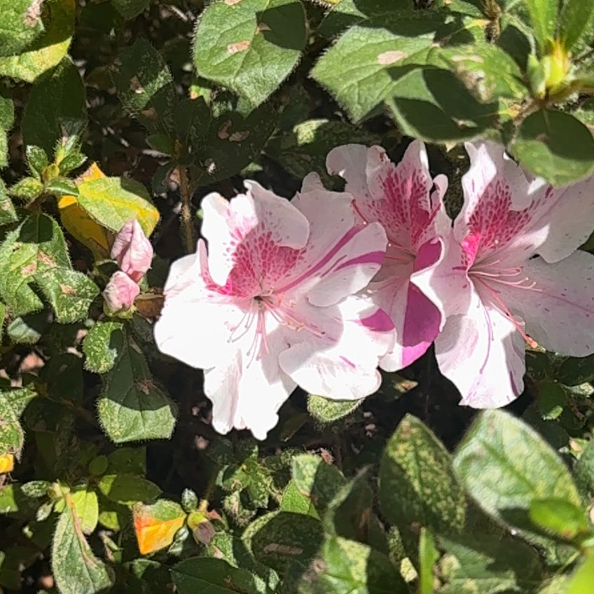 Photo of the plant species Satsuki by @GemMedeola87 named Sproutacus on Greg, the plant care app