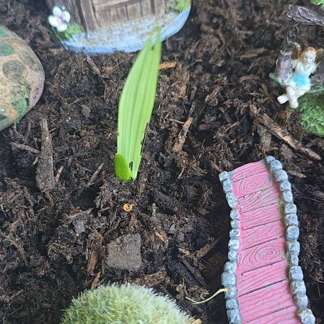 Photo of the plant species Mother's Day Lily by @HotPalqui23 named James Dean on Greg, the plant care app
