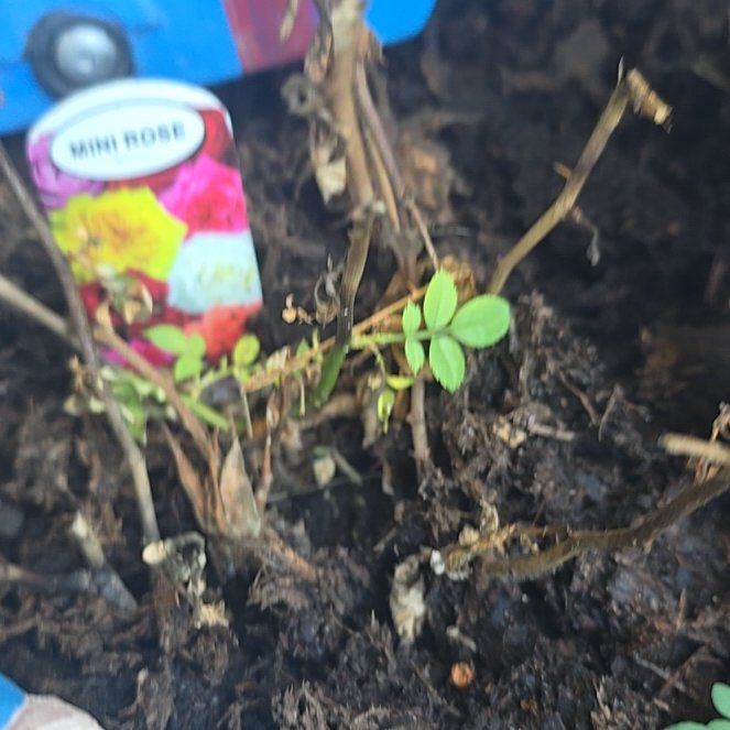 Photo of the plant species Miniature Rose by @HotPalqui23 named Treeyoncé on Greg, the plant care app