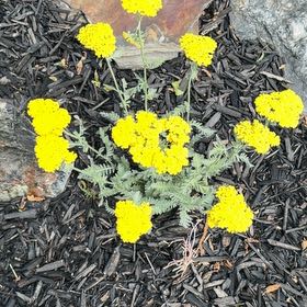 Photo of the plant species Fernleaf Yarrow by @FitMizuna10 named Cleopatra on Greg, the plant care app