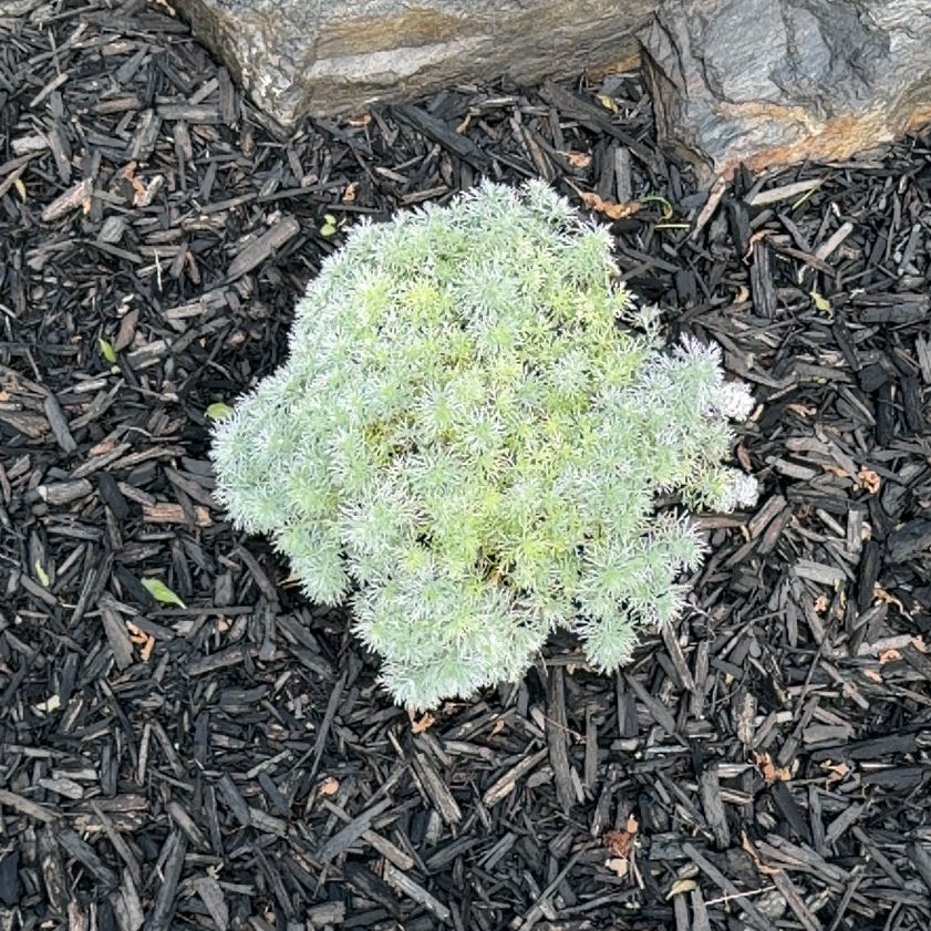 Photo of the plant species White Moss by @FitMizuna10 named Orlando Bloom on Greg, the plant care app
