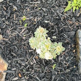 Photo of the plant species Snow on the Mountain by @FitMizuna10 named Darwin on Greg, the plant care app