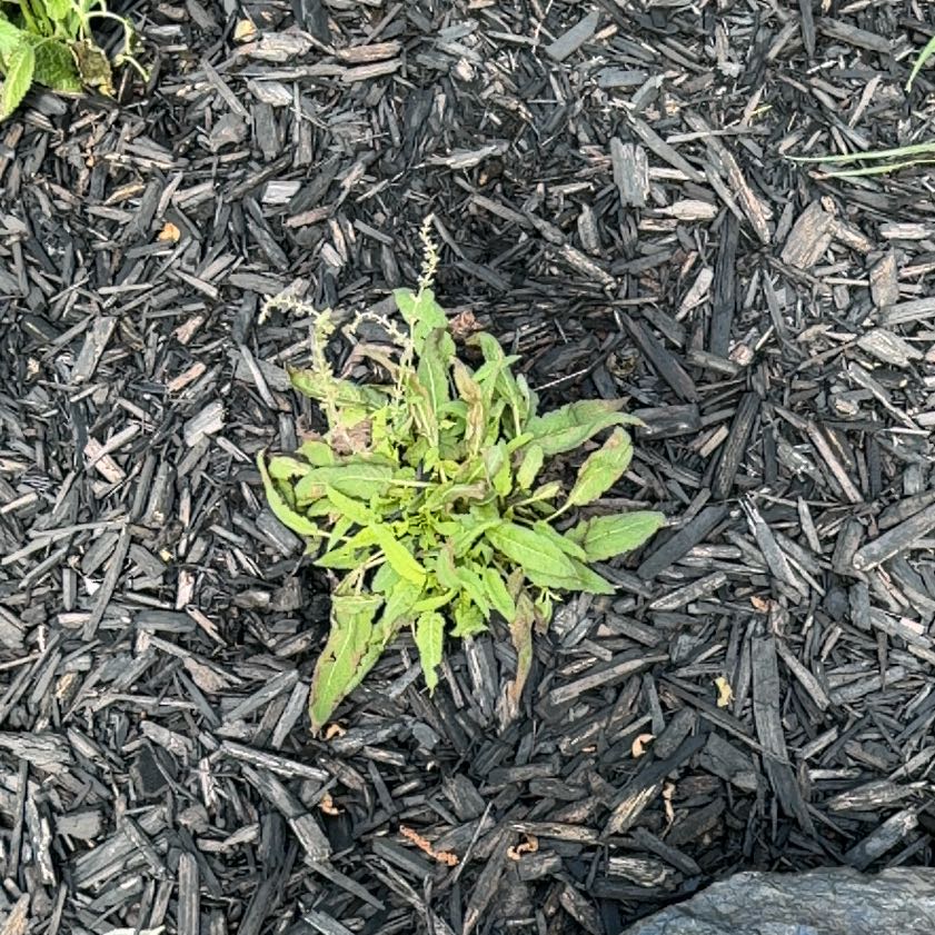 Photo of the plant species Pennsylvania Pellitory by @FitMizuna10 named Rainier on Greg, the plant care app