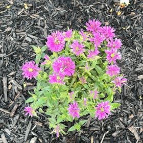 Photo of the plant species Drosanthemum Floribundum by @FitMizuna10 named Khaleesi on Greg, the plant care app