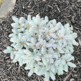 Photo of the plant species Blue Spruce by @FitMizuna10 named Michelle Branch on Greg, the plant care app