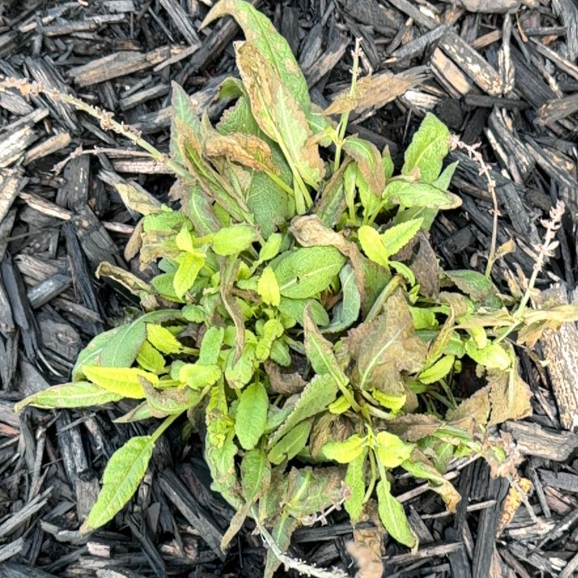 Photo of the plant species Pennsylvania Pellitory by @FitMizuna10 named Osmo on Greg, the plant care app