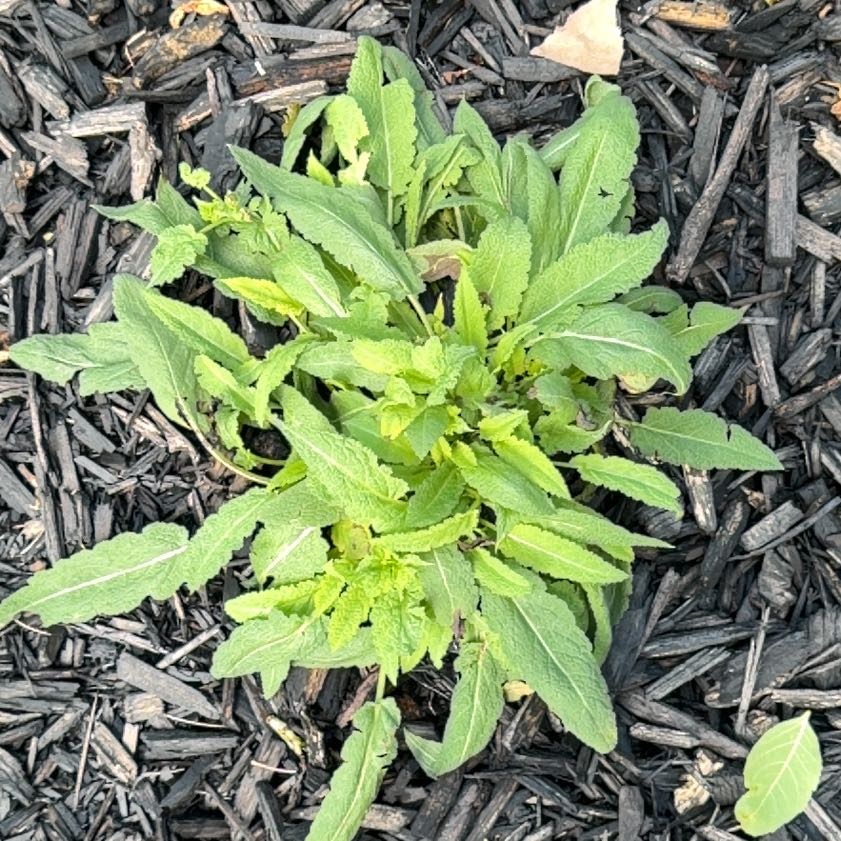 Photo of the plant species Wrinkleleaf Goldenrod by @FitMizuna10 named Taylor Swift on Greg, the plant care app