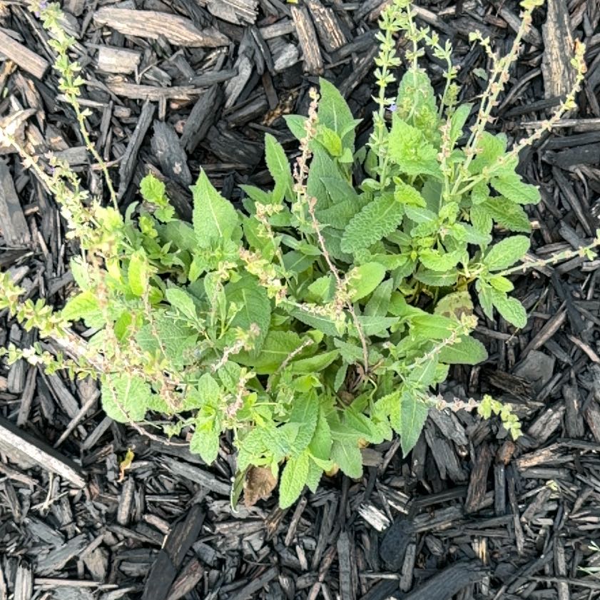 Photo of the plant species Epazote by @FitMizuna10 named Gobi on Greg, the plant care app