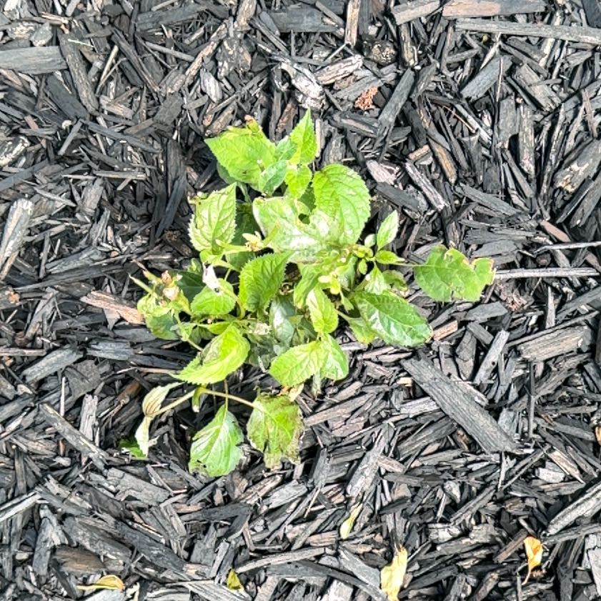 Photo of the plant species Purple Amaranth by @FitMizuna10 named Doja Cat on Greg, the plant care app