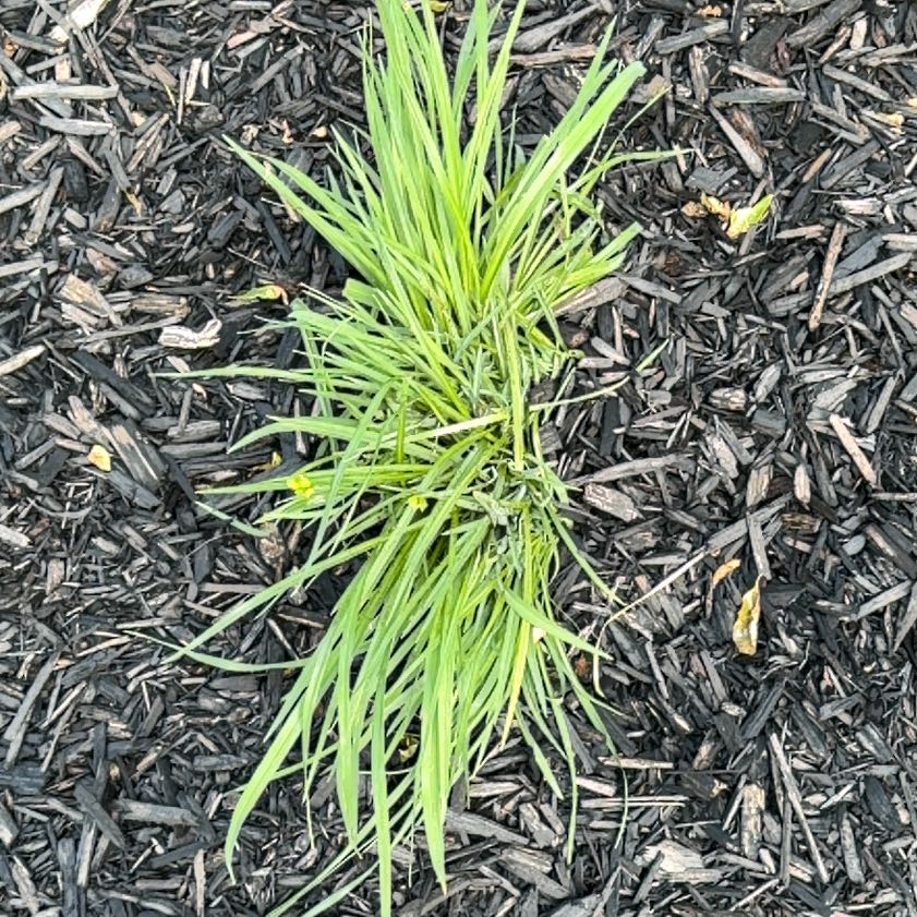 Photo of the plant species Kikuyugrass by @FitMizuna10 named Nithin on Greg, the plant care app