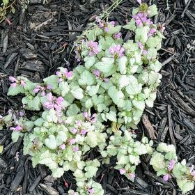 Photo of the plant species Purple Dragon by @FitMizuna10 named Sahara on Greg, the plant care app