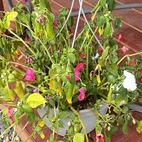 Photo of the plant species Shrimp Plant by @TunefulPeony63 named Sproutacus on Greg, the plant care app