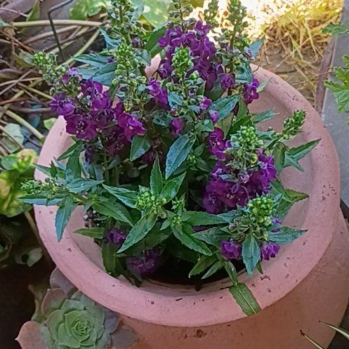 Photo of the plant species Antirrhinum Majus by @BetterMango59 named Achilles on Greg, the plant care app