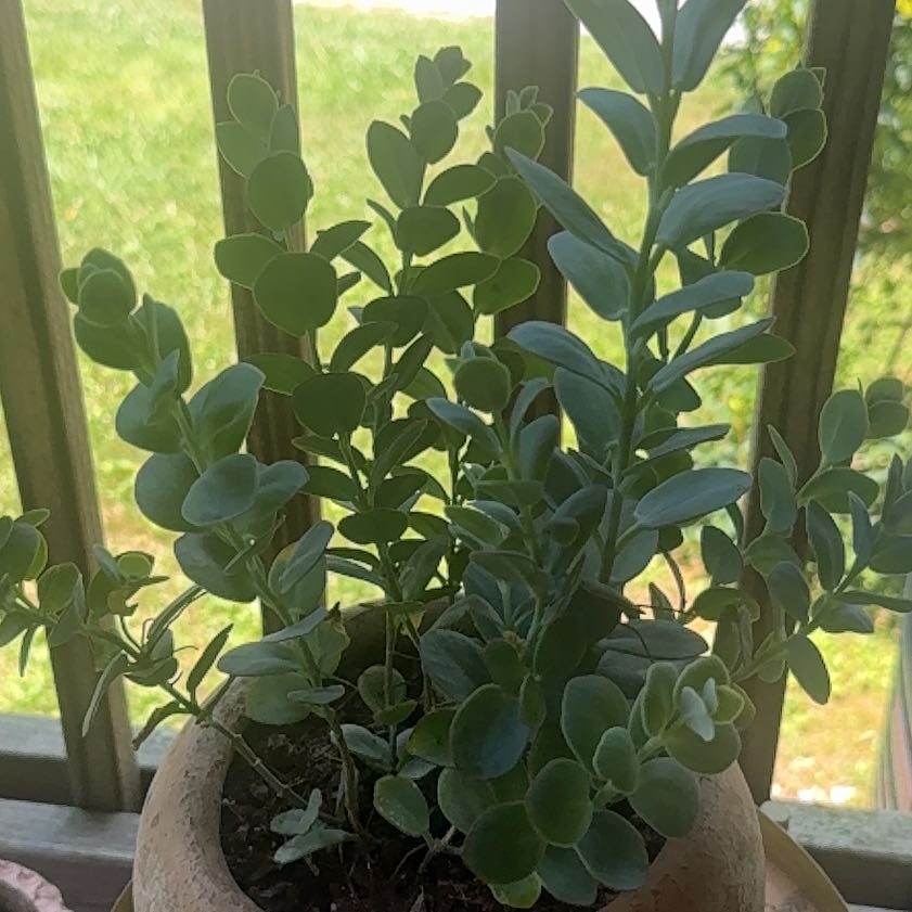 Photo of the plant species Silver Dollar Tree by @EnliveningOnion named Peter Parker on Greg, the plant care app