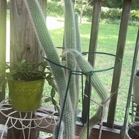 Photo of the plant species Mexican Night-Bloom Cereus by @EnliveningOnion named Elina on Greg, the plant care app