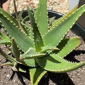 Photo of the plant species Aloe 'Crosby's Prolific' by @PoetSweetbox78 named Nemo on Greg, the plant care app