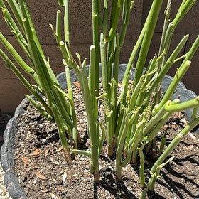 Photo of the plant species Slipper Plant by @PoetSweetbox78 named Einstein on Greg, the plant care app