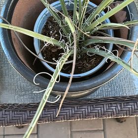 Photo of the plant species Texas Red Yucca by @PoetSweetbox78 named Dolores on Greg, the plant care app